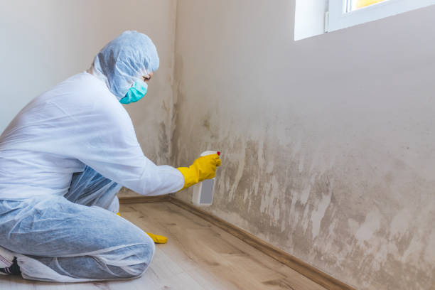 Licensed Mold Removal service in Gibbstown, NJ - WQB Mold Removal
