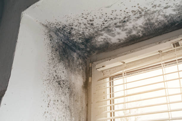 Affordable Mold Removal solutions in Gibbstown, NJ